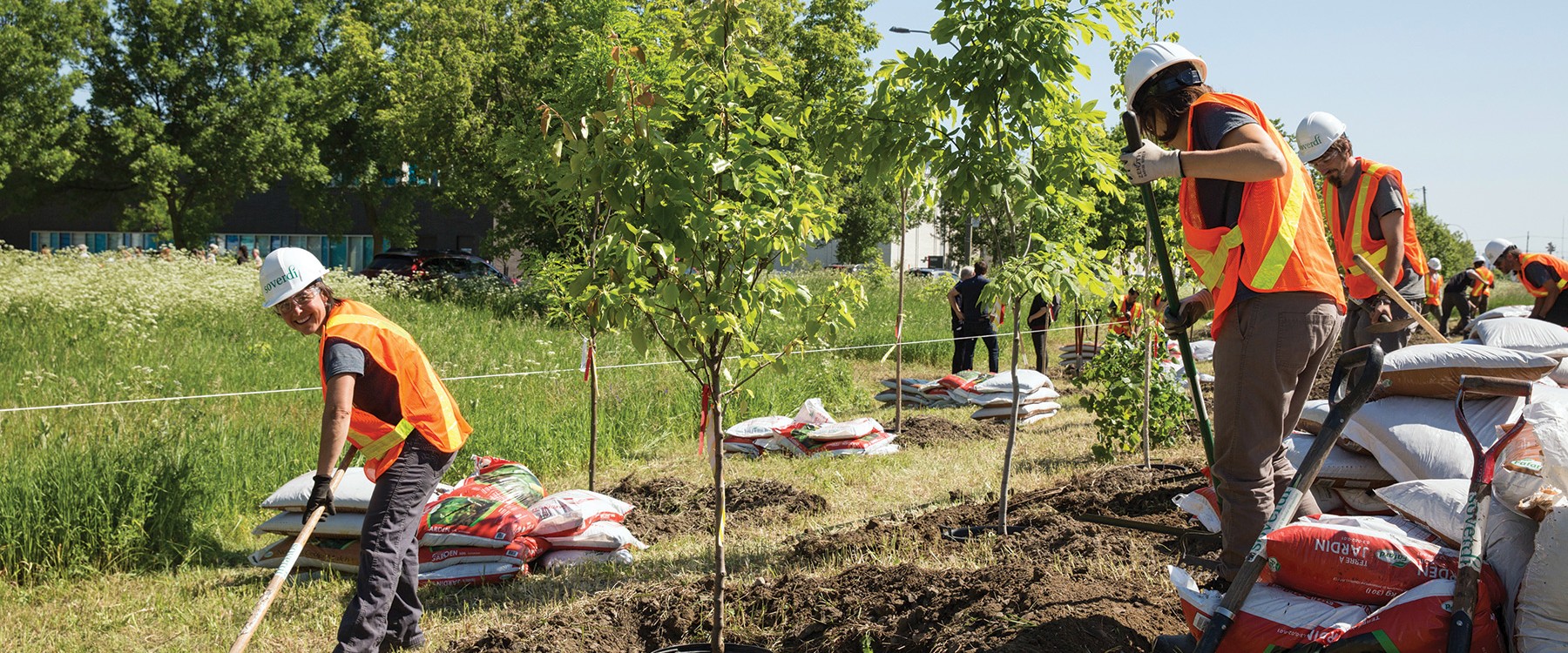 Dans un champs à l'extérieur, des travailleurs portant des dossards oranges creusent avec des pelles dans la terre pour planter des pousses d'arbres